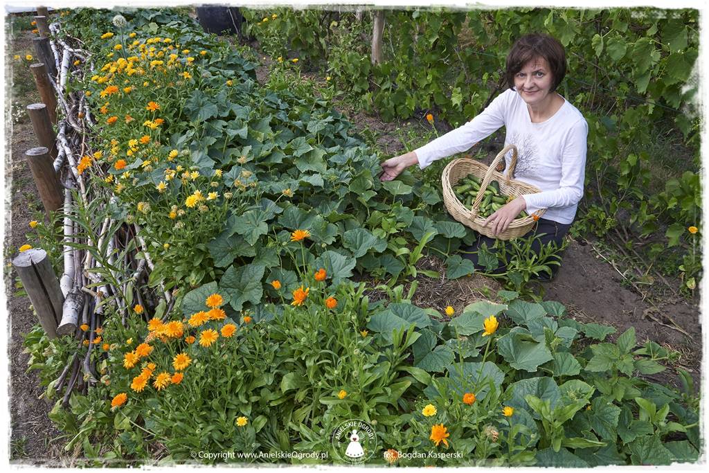 Jak stworzyć ogród ekologiczny 61 Jak stworzyć ogród ekologiczny 61