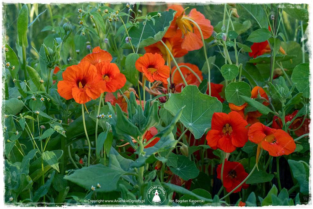 Jak stworzyć ogród ekologiczny 62 Jak stworzyć ogród ekologiczny 62