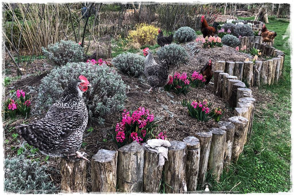 Jak stworzyć ogród ekologiczny 63 Jak stworzyć ogród ekologiczny 63