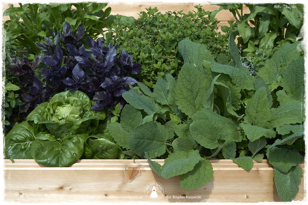 Jak stworzyć ogród ekologiczny 64 Jak stworzyć ogród ekologiczny 64