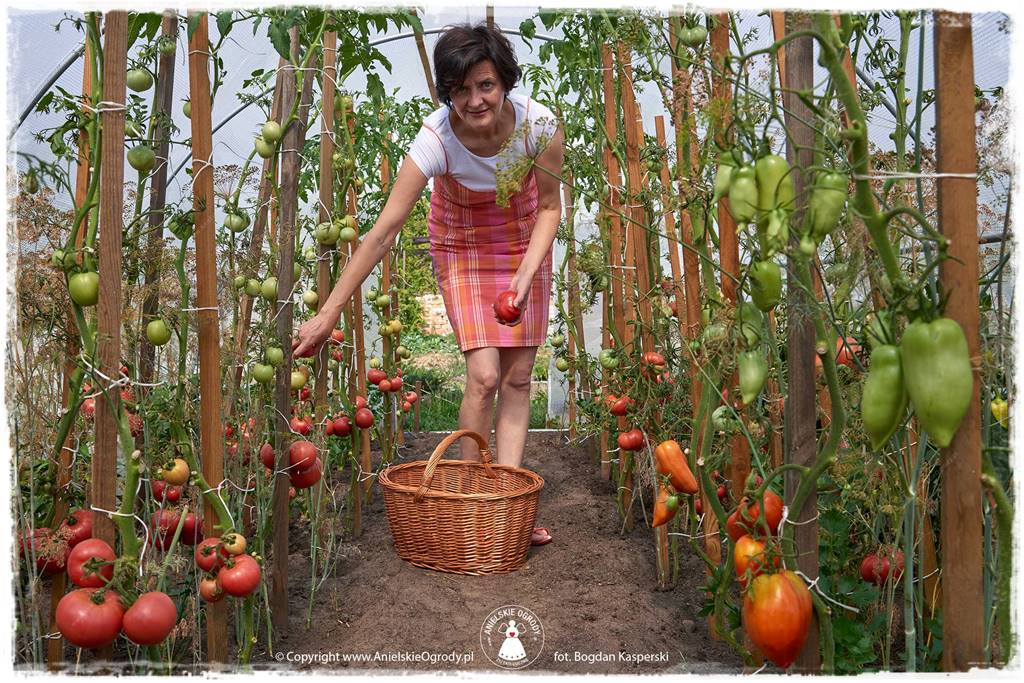 Jak stworzyć ogród ekologiczny 65 Jak stworzyć ogród ekologiczny 65