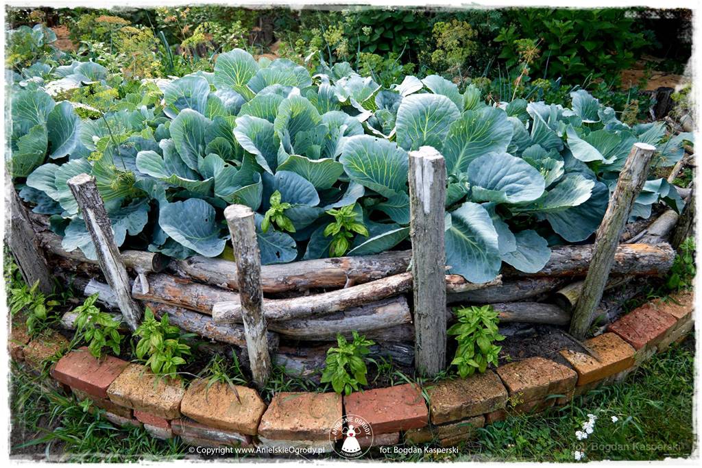 Jak stworzyć ogród ekologiczny 69 Jak stworzyć ogród ekologiczny 69