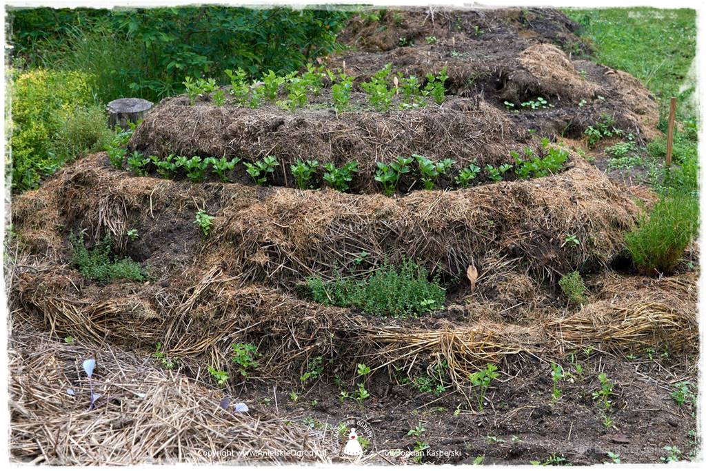 Jak stworzyć ogród ekologiczny 70 Jak stworzyć ogród ekologiczny 70