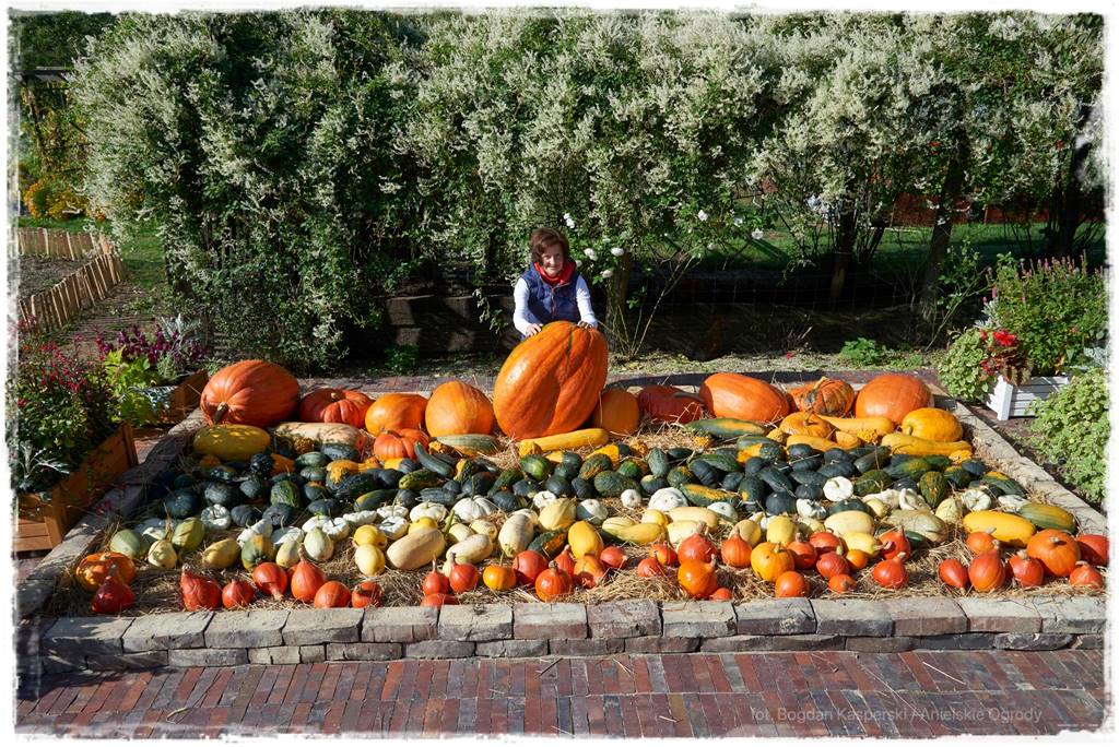 Jak stworzyć ogród ekologiczny 73 Jak stworzyć ogród ekologiczny 73