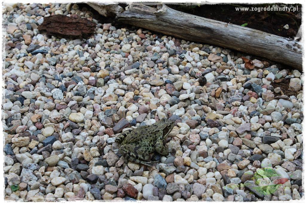 Jak stworzyć ogród ekologiczny 9 Jak stworzyć ogród ekologiczny 9