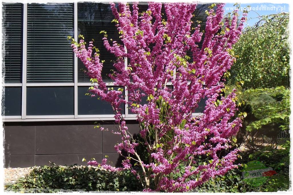 Judaszowiec w ogrodzie 1 Judaszowiec w ogrodzie 1