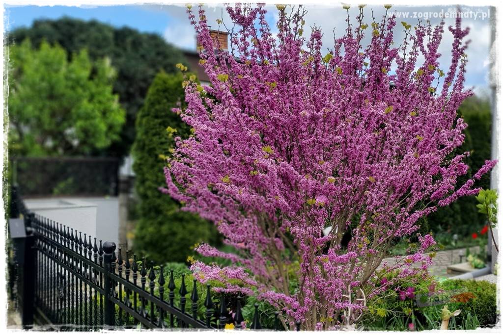Judaszowiec w ogrodzie 10 Judaszowiec w ogrodzie 10