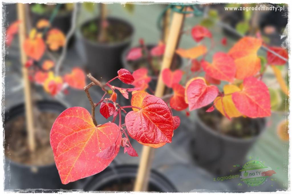 Judaszowiec w ogrodzie 12 Judaszowiec w ogrodzie 12