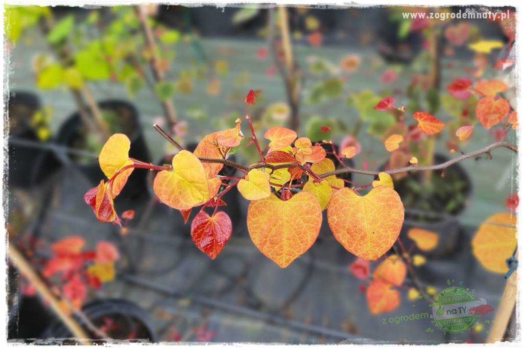 Judaszowiec w ogrodzie 13 Judaszowiec w ogrodzie 13