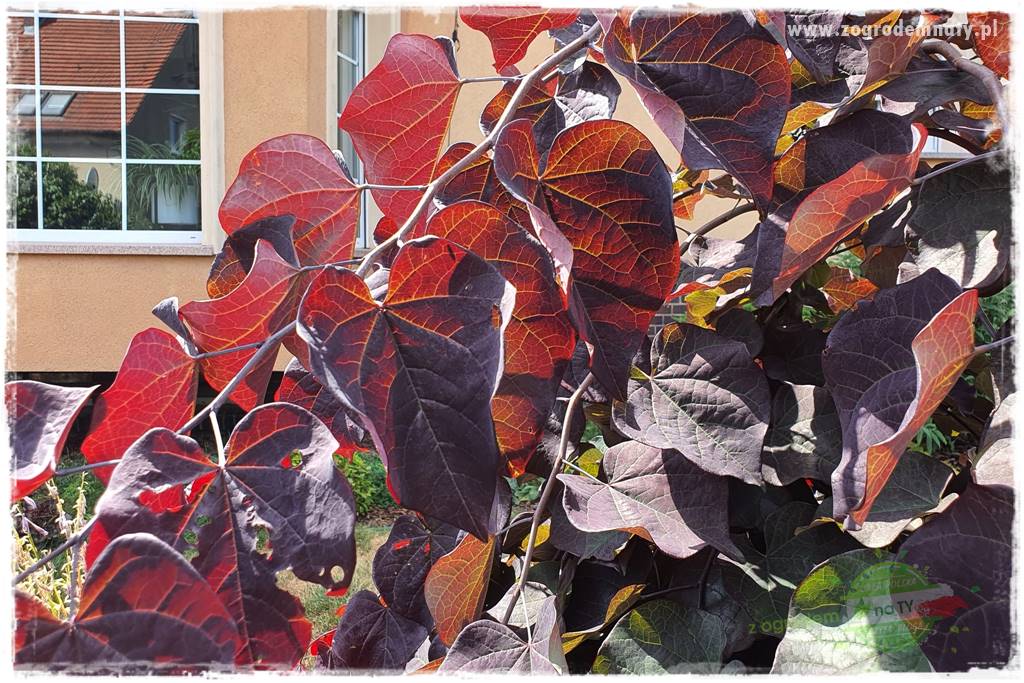 Judaszowiec w ogrodzie 14 Judaszowiec w ogrodzie 14