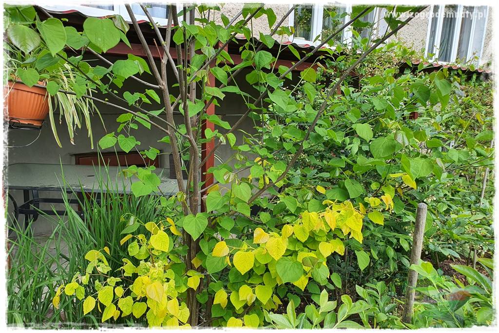 Judaszowiec w ogrodzie 15 Judaszowiec w ogrodzie 15