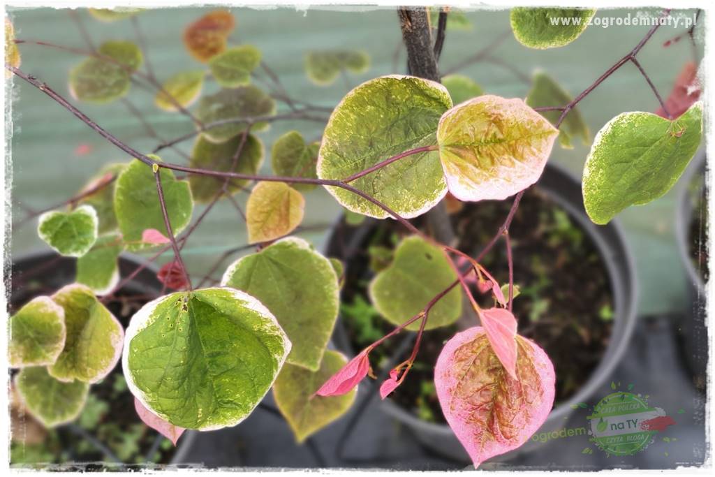 Judaszowiec w ogrodzie 16 Judaszowiec w ogrodzie 16