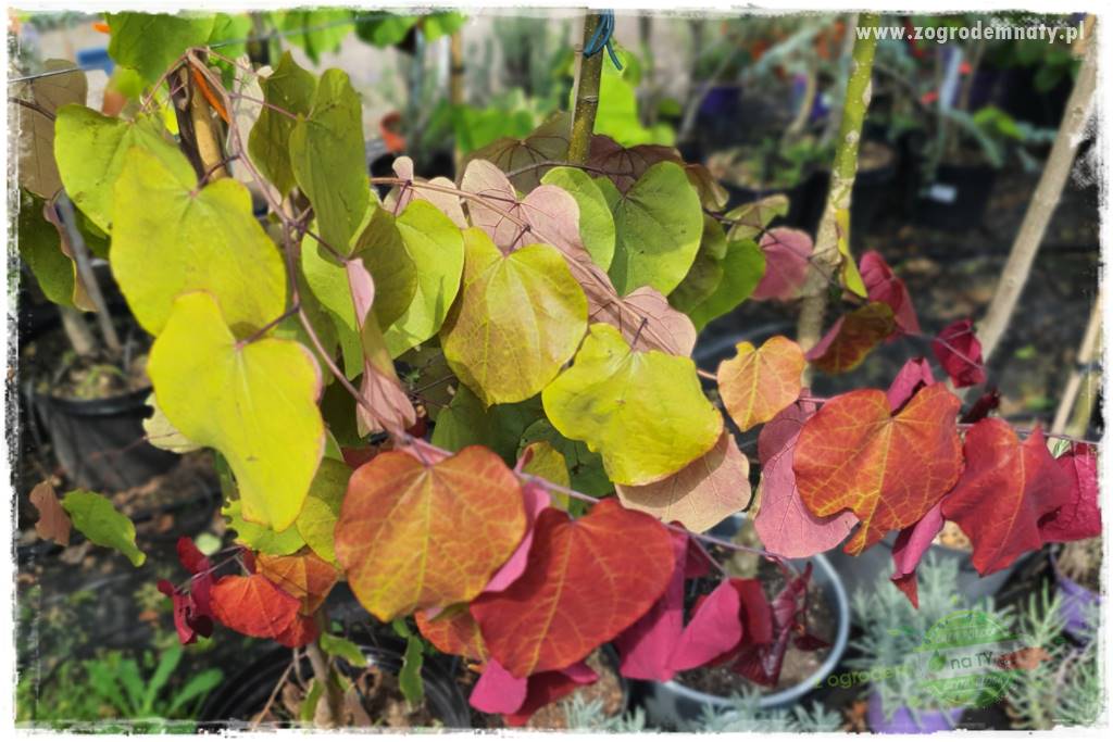 Judaszowiec w ogrodzie 17 Judaszowiec w ogrodzie 17