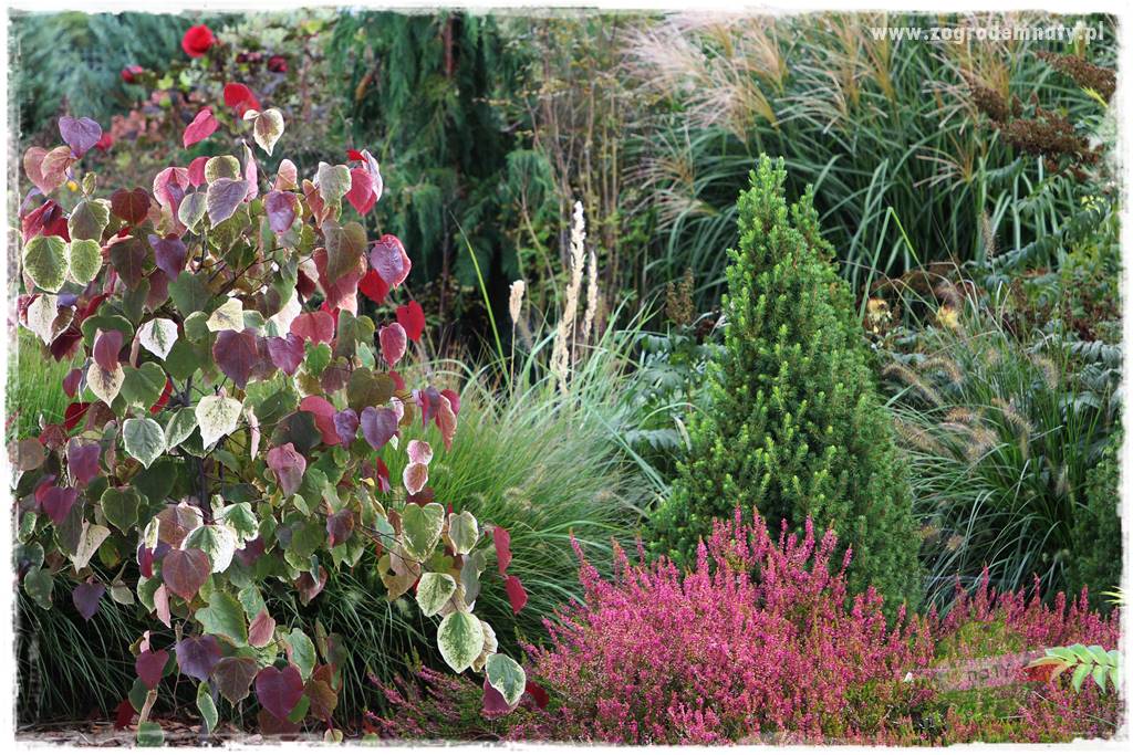 Judaszowiec w ogrodzie 18 Judaszowiec w ogrodzie 18