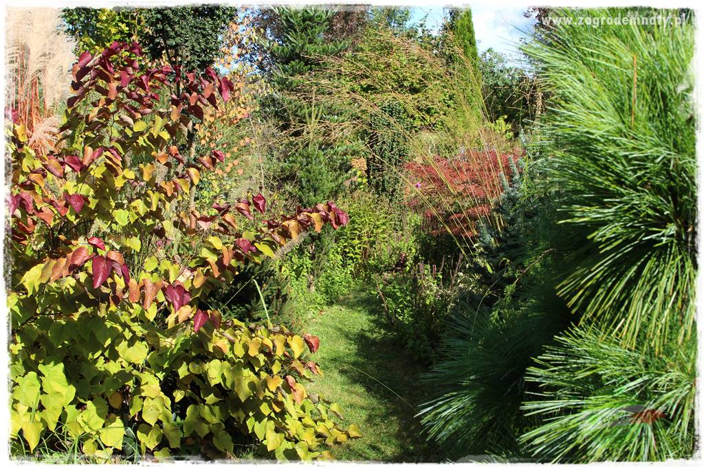 Judaszowiec w ogrodzie 19 Judaszowiec w ogrodzie 19