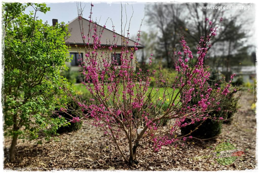 Judaszowiec w ogrodzie 2 Judaszowiec w ogrodzie 2