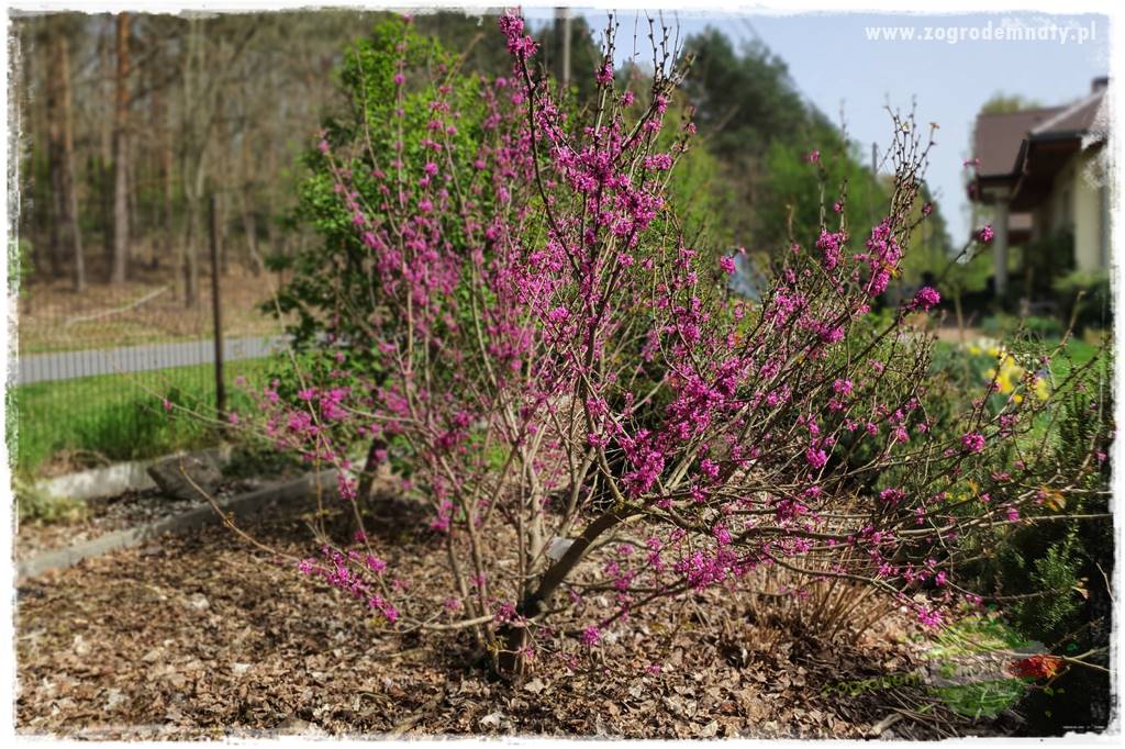 Judaszowiec w ogrodzie 20 Judaszowiec w ogrodzie 20