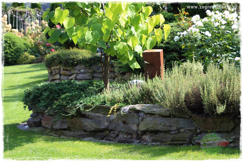 Judaszowiec w ogrodzie 21 Judaszowiec w ogrodzie 21