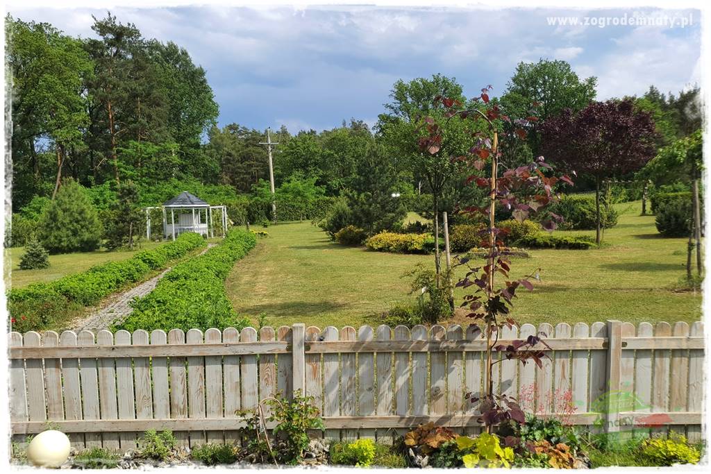 Judaszowiec w ogrodzie 22 Judaszowiec w ogrodzie 22