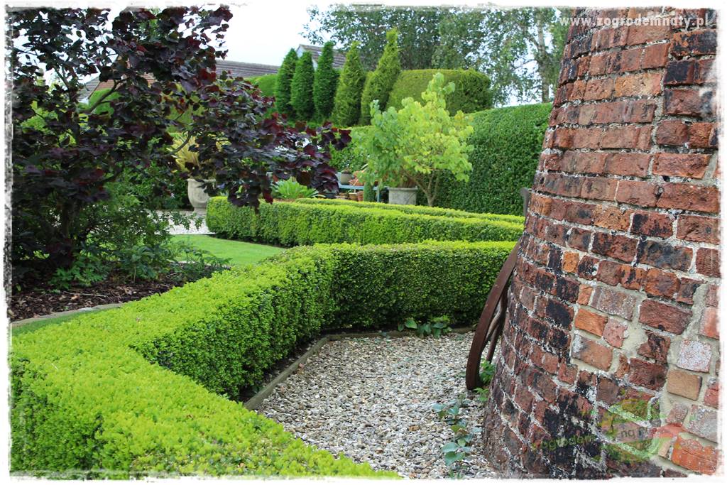 Judaszowiec w ogrodzie 23 Judaszowiec w ogrodzie 23