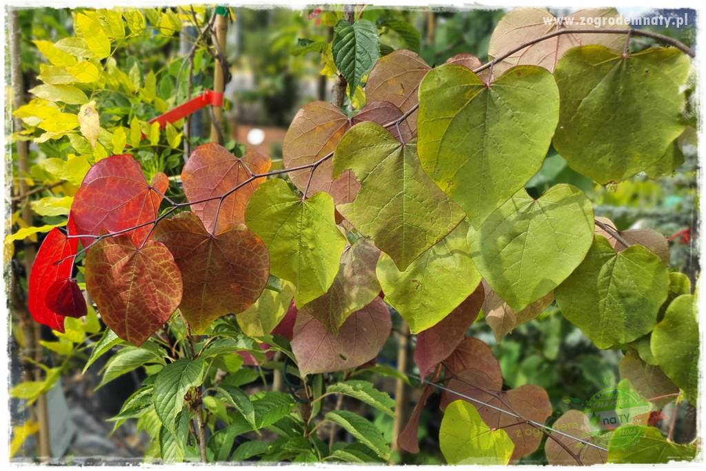 Judaszowiec w ogrodzie 24 Judaszowiec w ogrodzie 24