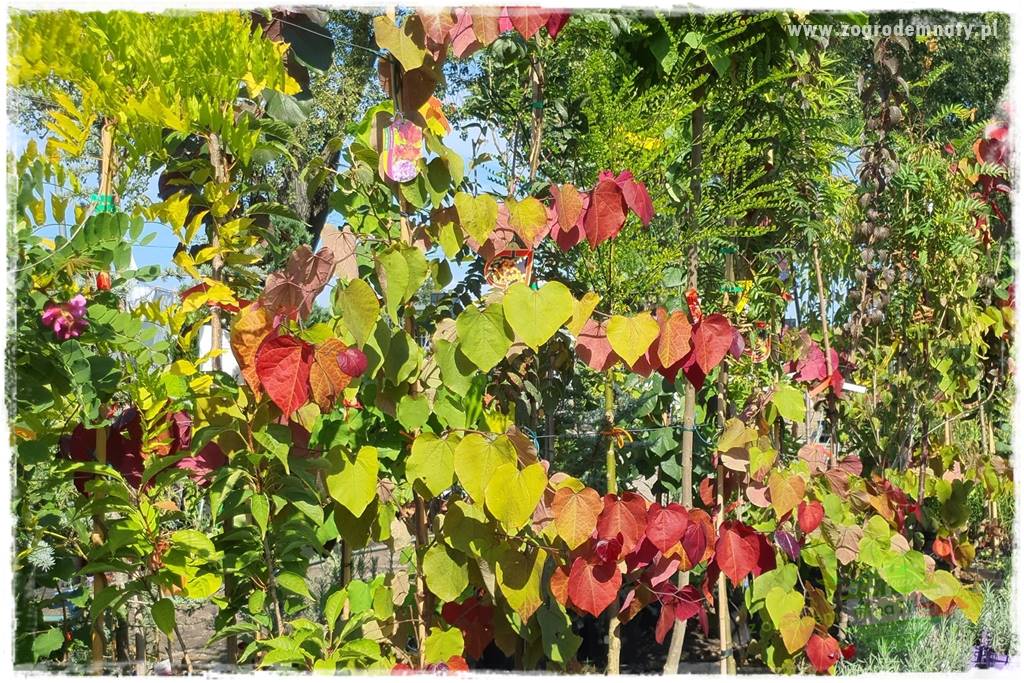 Judaszowiec w ogrodzie 25 Judaszowiec w ogrodzie 25