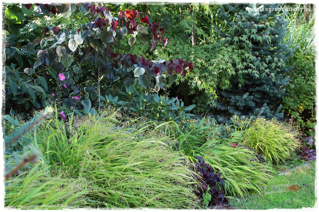 Judaszowiec w ogrodzie 26 Judaszowiec w ogrodzie 26