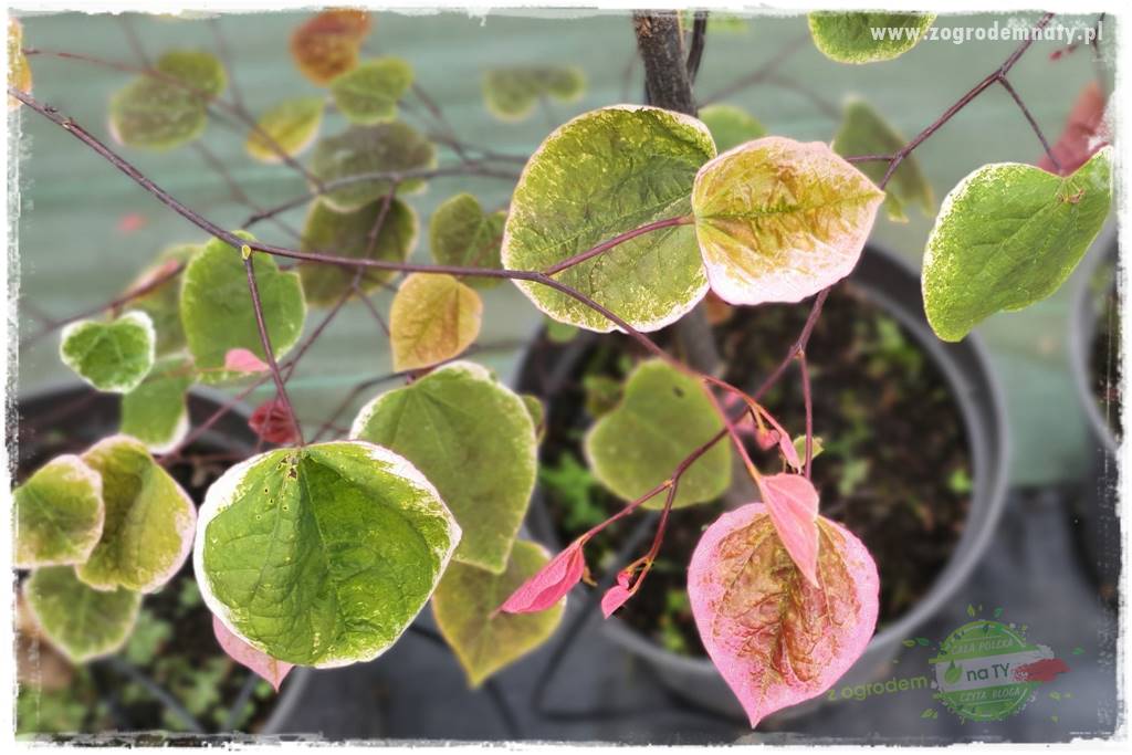 Judaszowiec w ogrodzie 27 Judaszowiec w ogrodzie 27