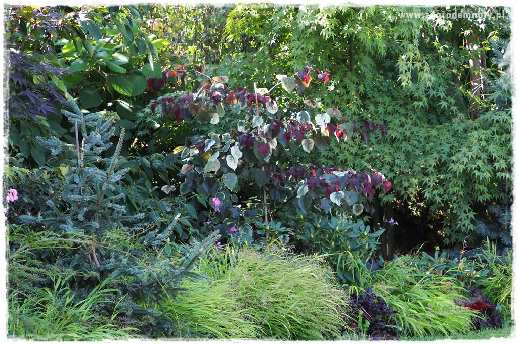 Judaszowiec w ogrodzie 28 Judaszowiec w ogrodzie 28