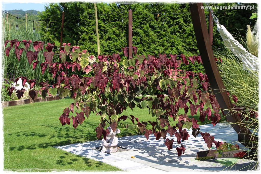 Judaszowiec w ogrodzie 29 Judaszowiec w ogrodzie 29