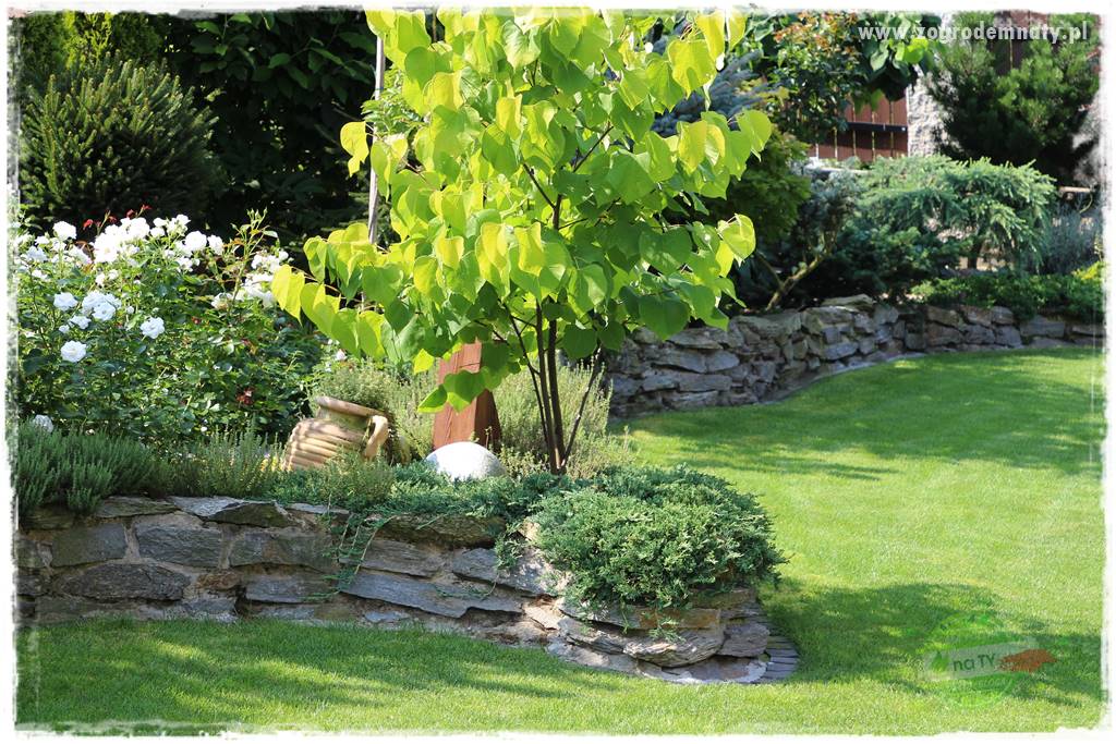 Judaszowiec w ogrodzie 3 Judaszowiec w ogrodzie 3