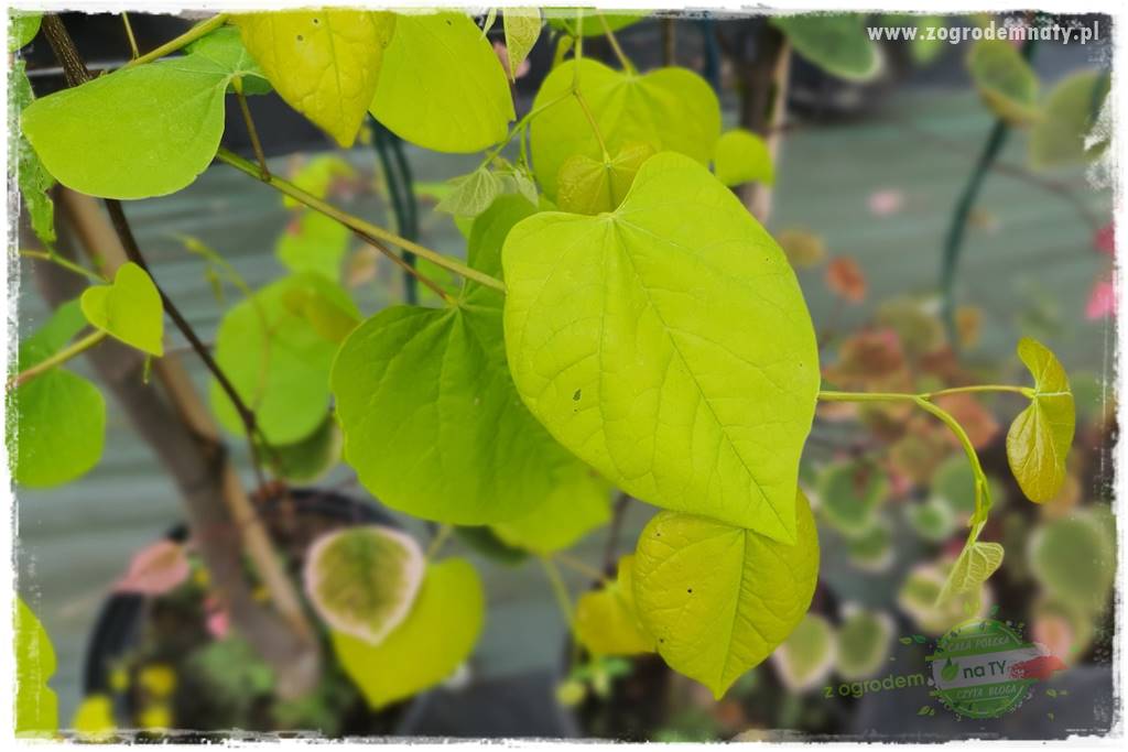 Judaszowiec w ogrodzie 31 Judaszowiec w ogrodzie 31