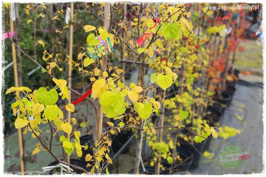 Judaszowiec w ogrodzie 32 Judaszowiec w ogrodzie 32