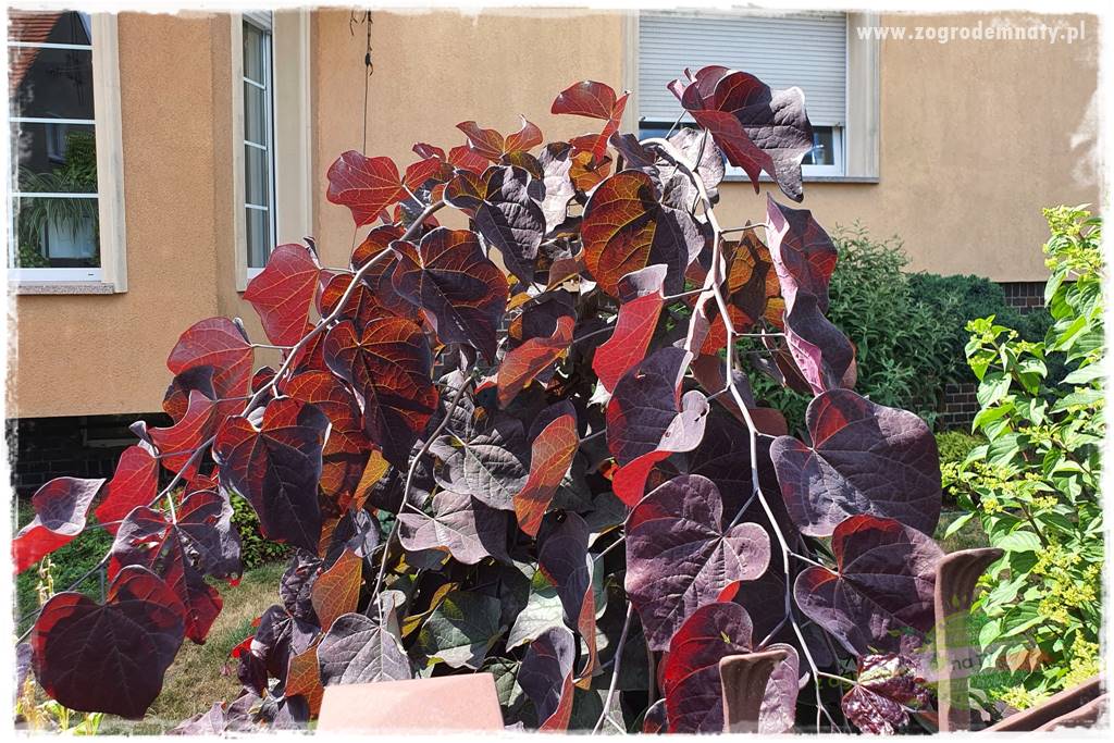 Judaszowiec w ogrodzie 33 Judaszowiec w ogrodzie 33