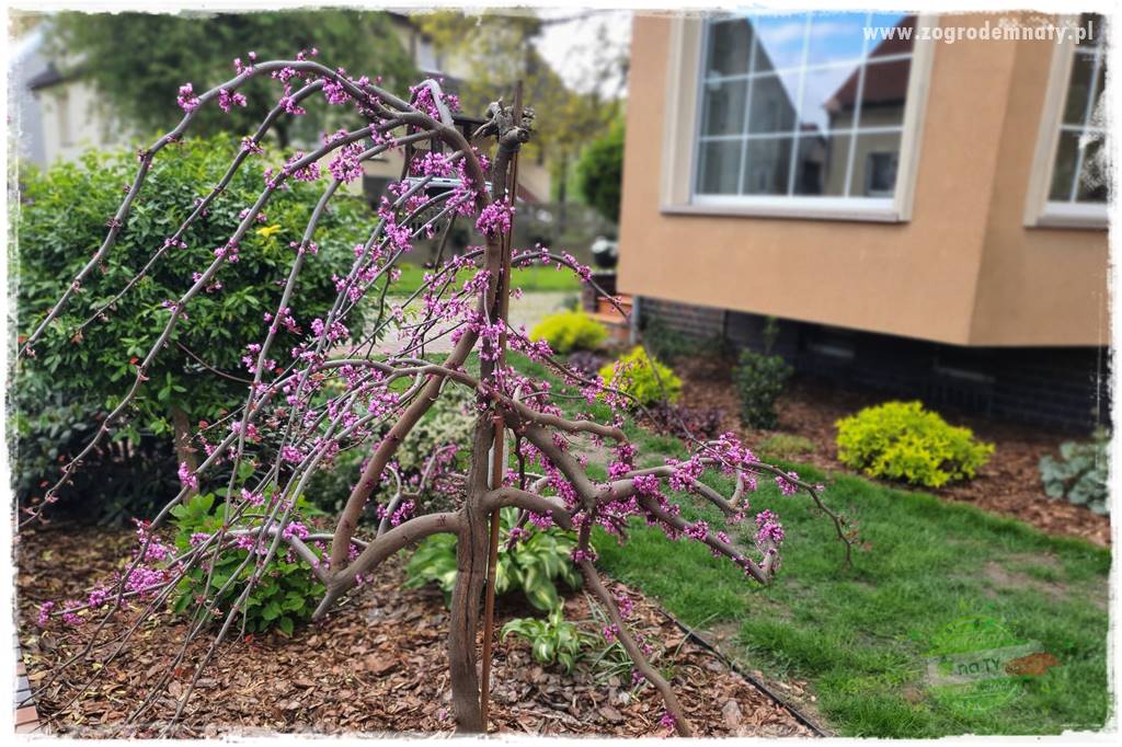 Judaszowiec w ogrodzie 34 Judaszowiec w ogrodzie 34