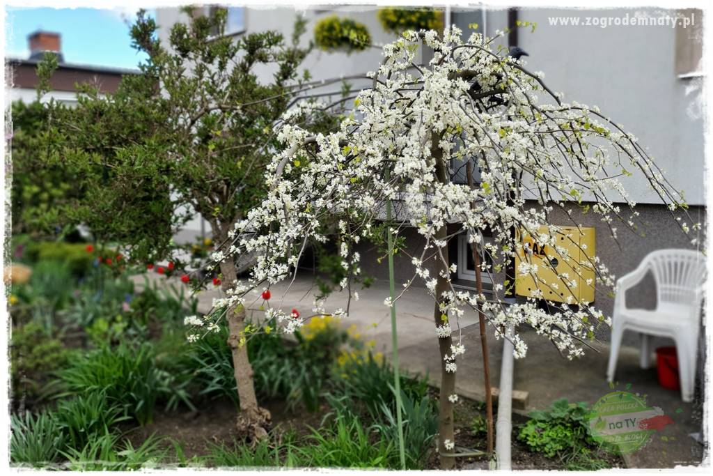 Judaszowiec w ogrodzie 35 Judaszowiec w ogrodzie 35