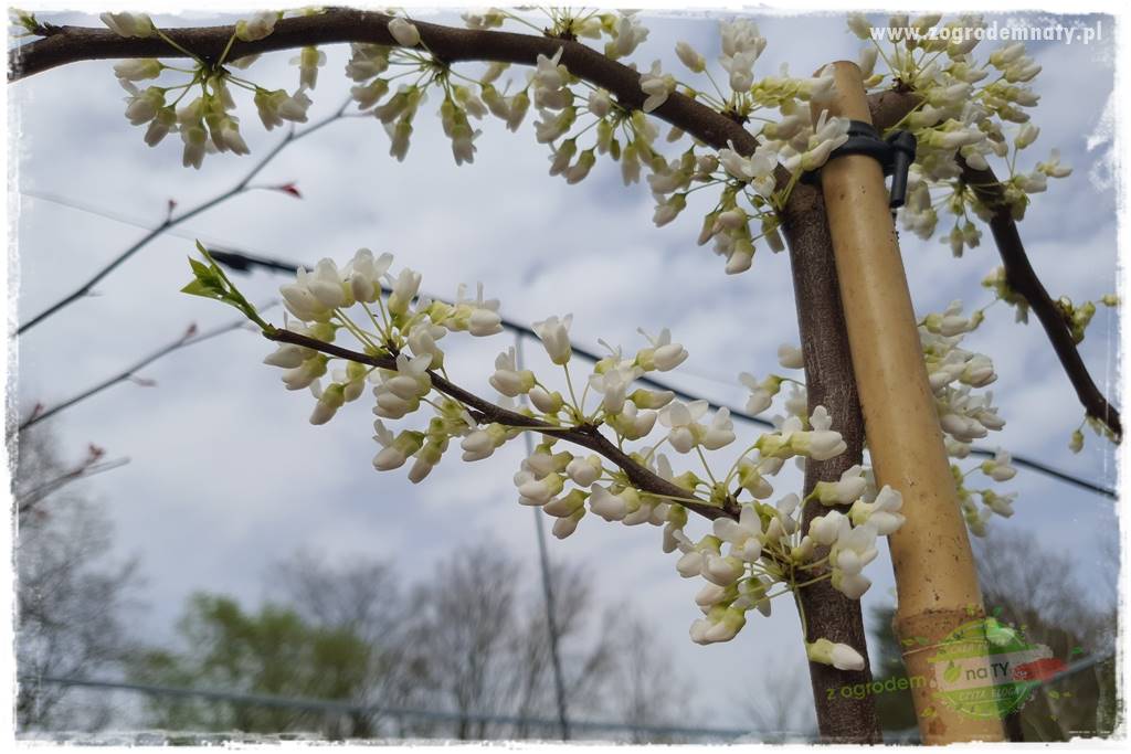 Judaszowiec w ogrodzie 36 Judaszowiec w ogrodzie 36