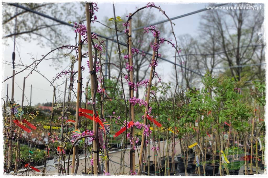 Judaszowiec w ogrodzie 37 Judaszowiec w ogrodzie 37