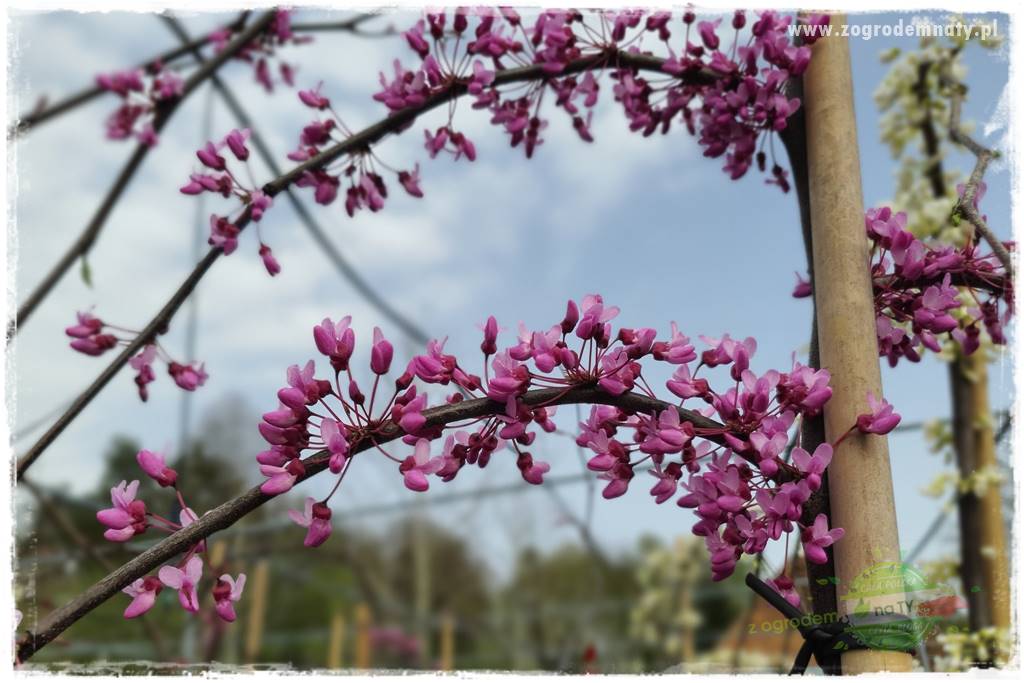 Judaszowiec w ogrodzie 38 Judaszowiec w ogrodzie 38