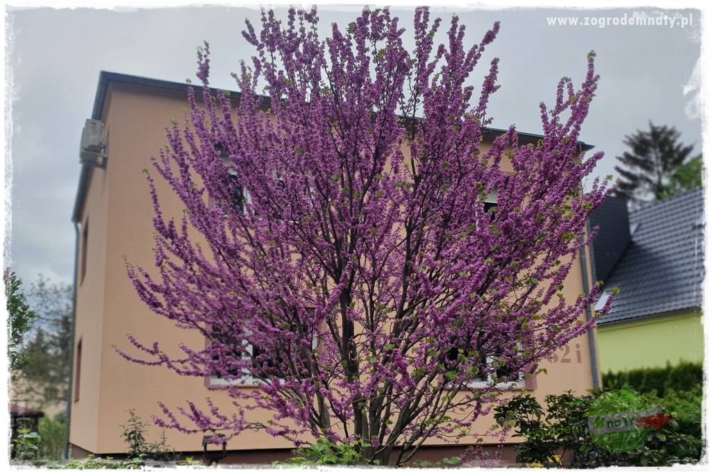 Judaszowiec w ogrodzie 4 Judaszowiec w ogrodzie 4