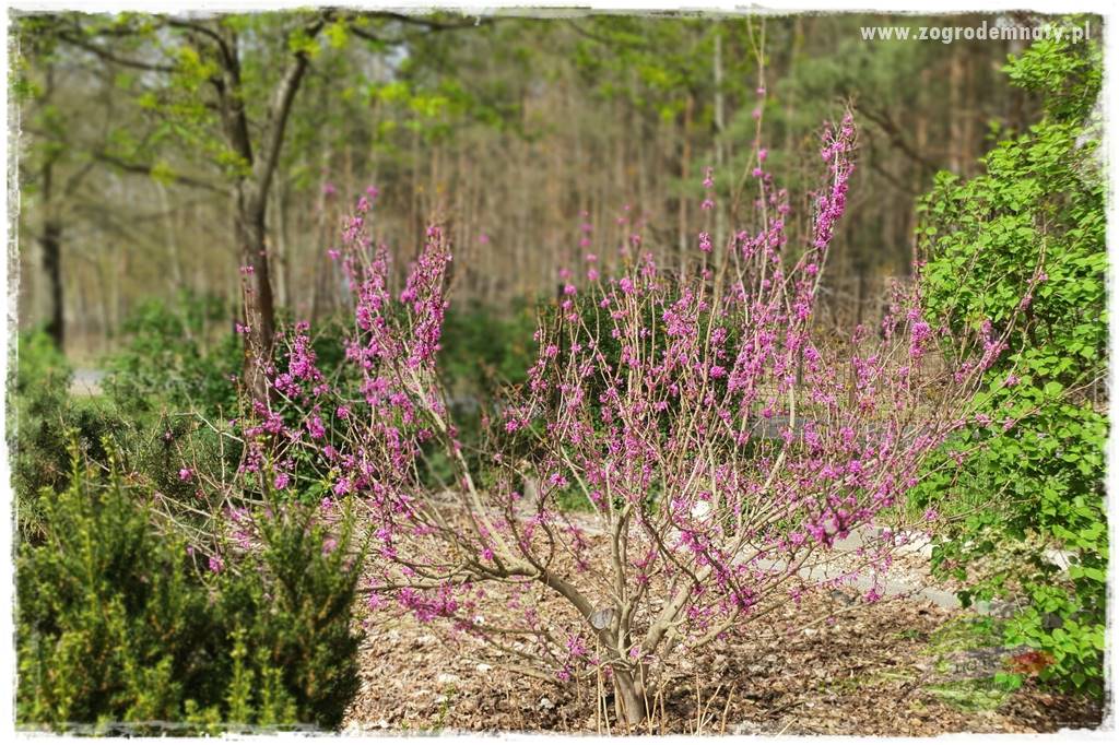 Judaszowiec w ogrodzie 41 Judaszowiec w ogrodzie 41