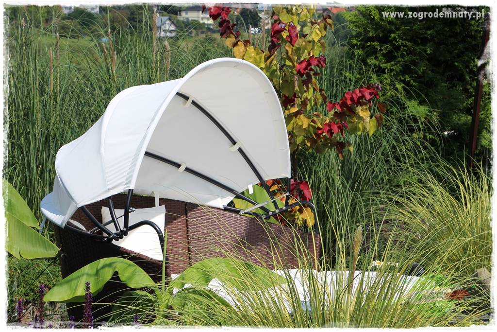 Judaszowiec w ogrodzie 42 Judaszowiec w ogrodzie 42