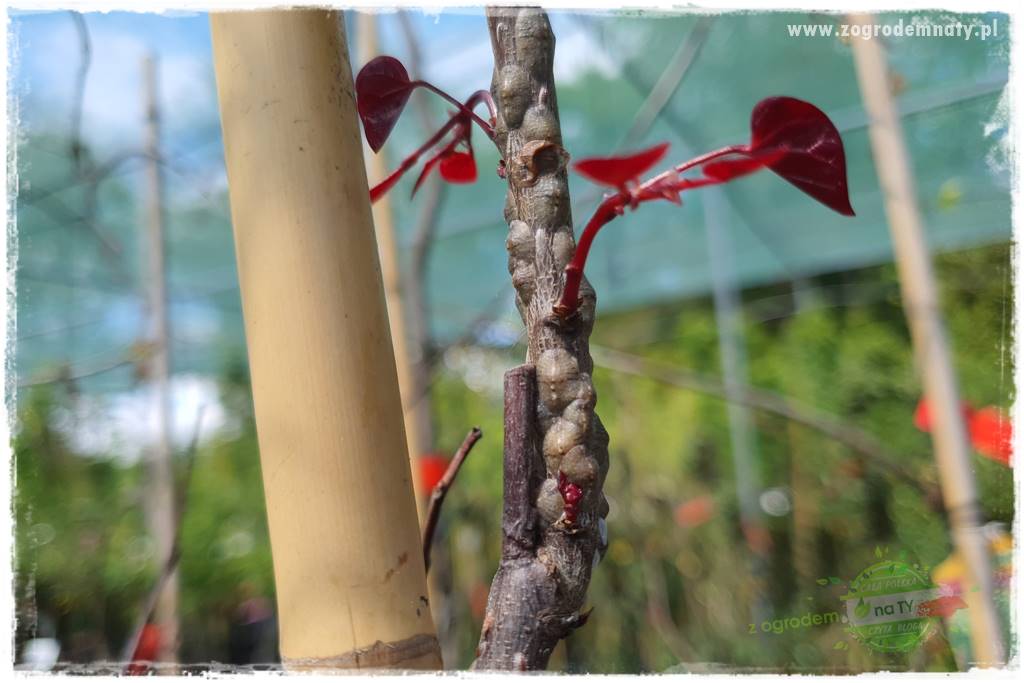 Judaszowiec w ogrodzie 45 Judaszowiec w ogrodzie 45