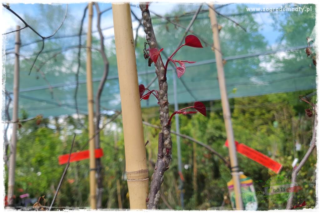 Judaszowiec w ogrodzie 46 Judaszowiec w ogrodzie 46