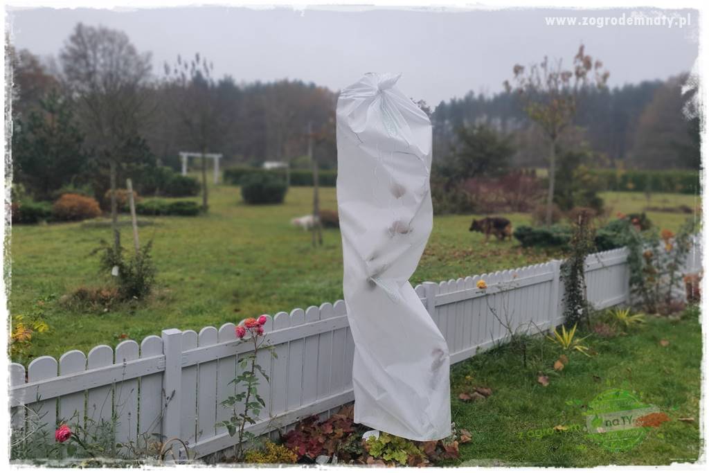 Judaszowiec w ogrodzie 48 Judaszowiec w ogrodzie 48