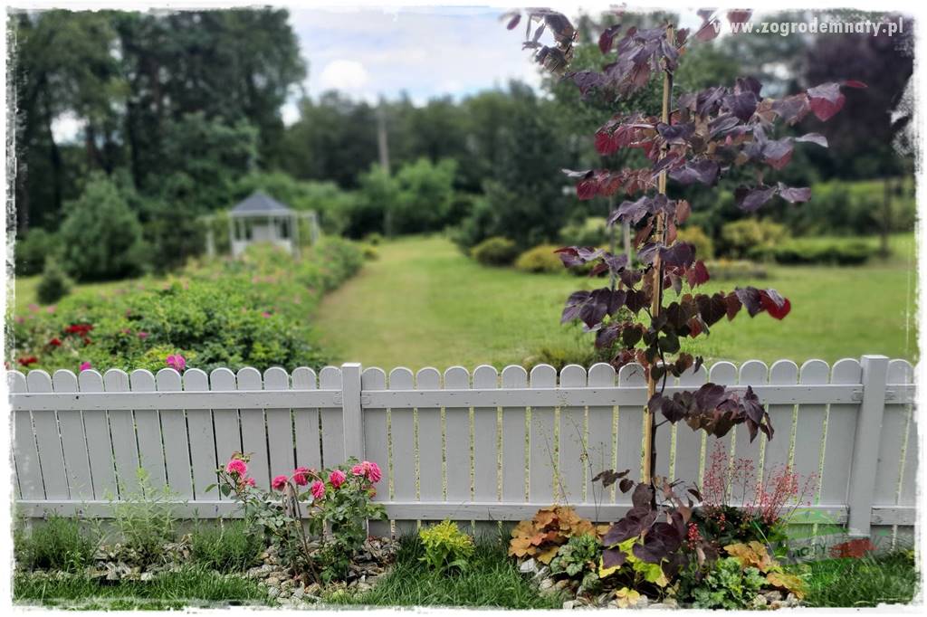 Judaszowiec w ogrodzie 5 Judaszowiec w ogrodzie 5