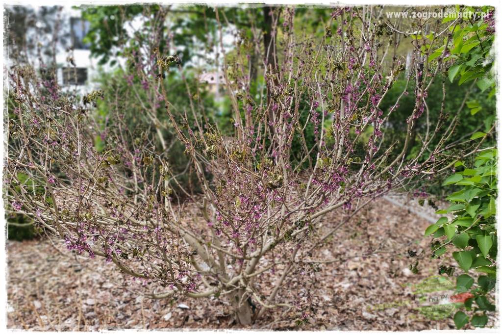 Judaszowiec w ogrodzie 50 Judaszowiec w ogrodzie 50