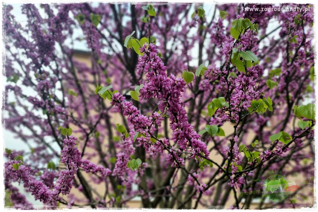 Judaszowiec w ogrodzie 53 Judaszowiec w ogrodzie 53