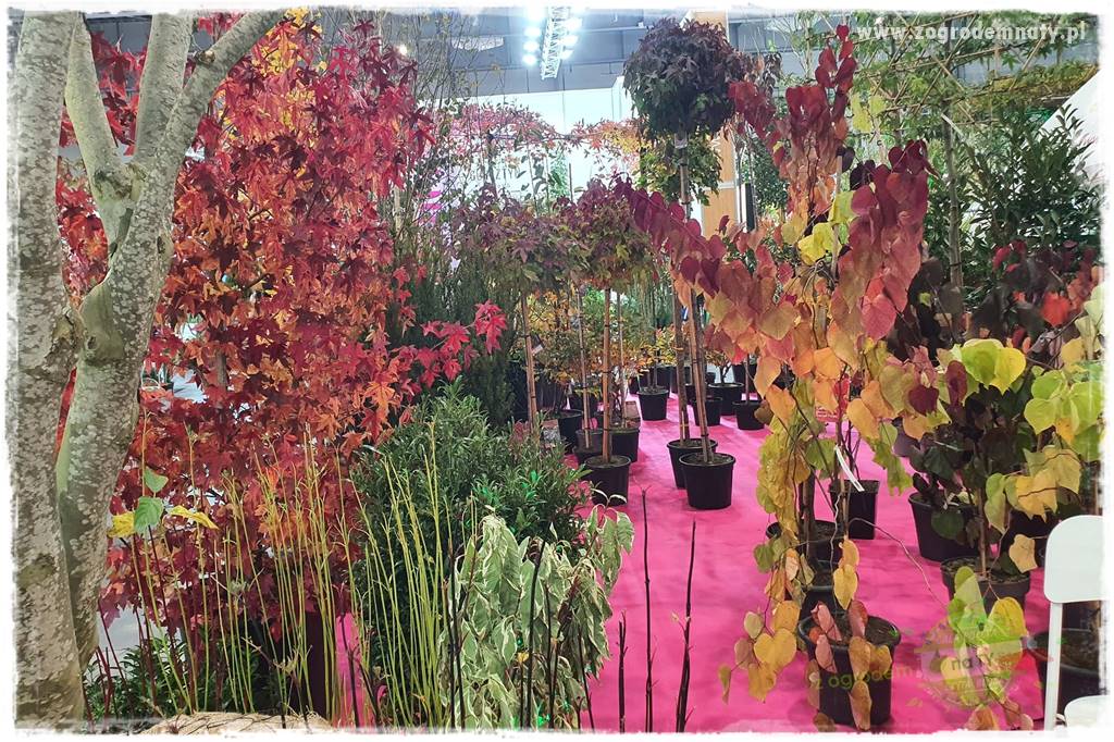 Judaszowiec w ogrodzie 54 Judaszowiec w ogrodzie 54