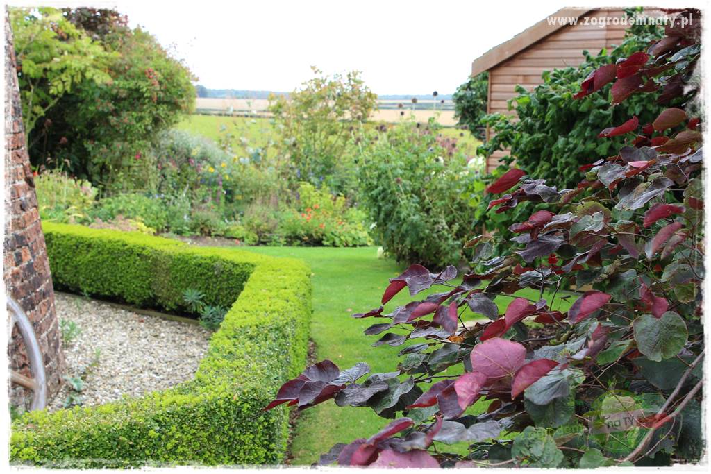 Judaszowiec w ogrodzie 55 Judaszowiec w ogrodzie 55